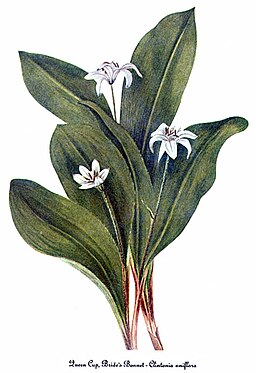 Clintonia uniflora, by Mary Vaux Walcott