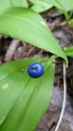 Clintonia uniflora berry