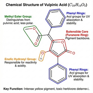 Vulpinic Acid Molecule