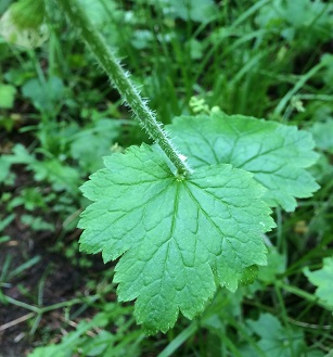 Tellima grandiflora - Fringecup