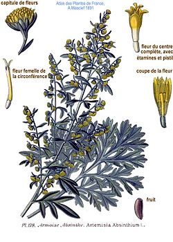 178 Artemisia absinthium L