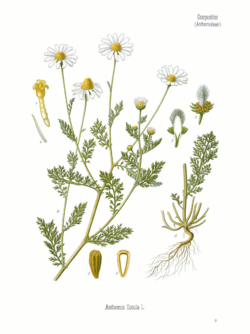 ANTHEMIS cotula Köhler
