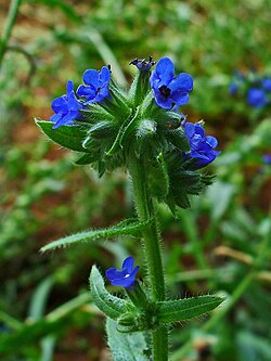 Anchusa azurea 002