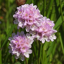 Armeria maritima subsp elongata RF
