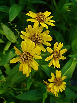 Arnica chamissonis 02