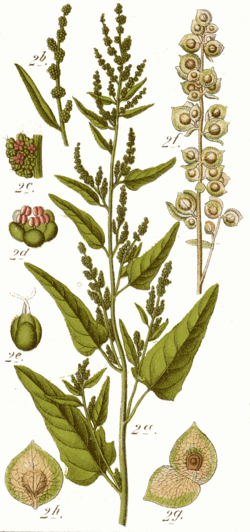 Atriplex hortensis cleaned Sturm