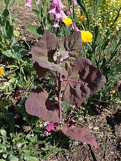 Atriplex hortensis var. rubra 2023-06-11 7320