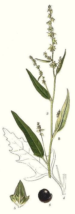 Atriplex patula cleaned Lindmann