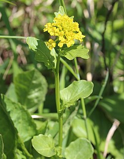 Barbarea orthoceras