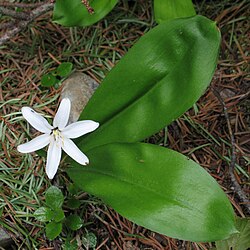 Clintonia uniflora 2 RF