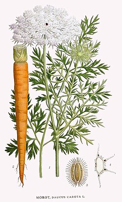 Daucus carota botanical drawing