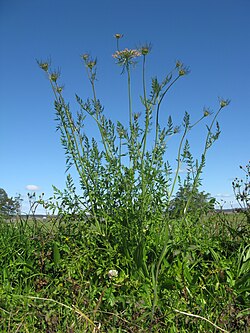Daucus carota plant