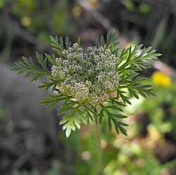 Daucus pusillus flower
