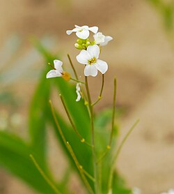 Lyrate Rock Cress Arabidopsis lyrata Europe Bay Woods Wisconsin