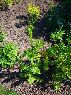 Pastina sativa plant
