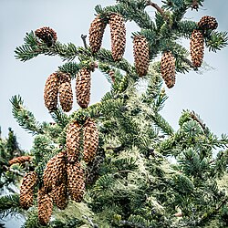 Picea sitchensis, Fourmile Creek, Coos Bay, Oregon 6