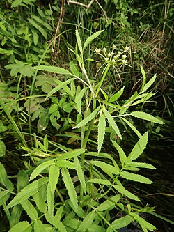 Sium suave var. nipponicum plant