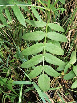 Sium suave var. nipponicum leaves