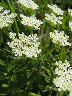 Sium suave var. nipponicum Flowers