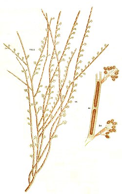 ''Chantransia macrospora'' H.C.Wood 1873 (now ''Audouinella violacea'' var. ''expansa'' (H.C.Wood) G.M.Smith ).