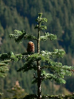 Abies amabilis 26395