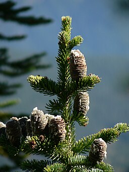 Abies lasiocarpa 26459