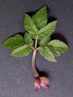 Aegopodium podagraria - ground elder - Leaf with bracts from bud formed on underground rhizomes