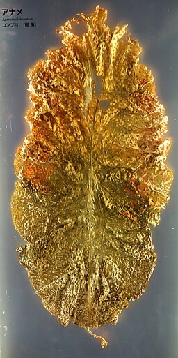 Agarum clathratum - National Museum of Nature and Science, Tokyo - DSC07670