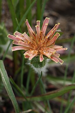 Agoseris aurantiaca 6305