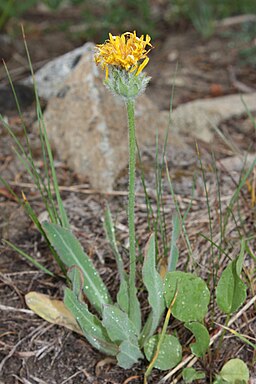 Agoseris glauca 8503