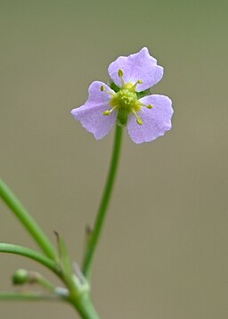 Alisma lanceolatum