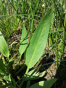 Alisma lanceolatum sl5