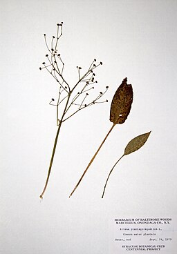 Herbarium of Baltimore Woods - Alisma trivale - Northern water-plantain