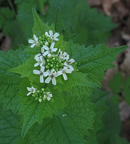 garlic mustard