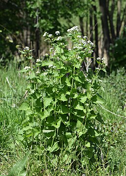 Alliaria petiolata