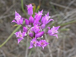 Allium acuminatum (4045879878)