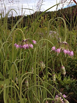 Allium cernuum - Nodding Onion 2
