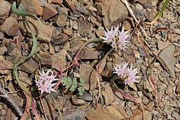Allium crenulatum 5853
