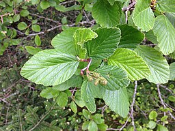 Alnus crispa
