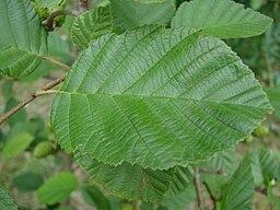 Alnus incana 010701