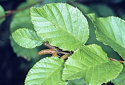Alnus viridis crispa leaves