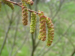 Alnus viridis kz04