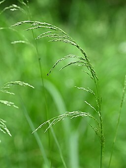 Deschampsia cespitosa subsp. cespitosa‎ inflorescence N from Rybaki near Recz, NW Poland