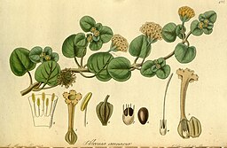 Exotic flora (Plate 193) (9143197677)