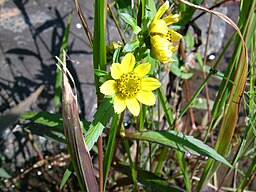 Bidens cernua plant with yellow flowers