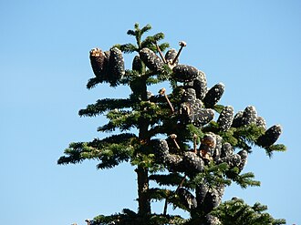 Abies amabilis