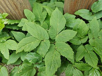 Goutweed (Aegopodium podagraria)