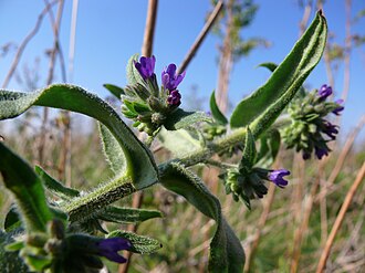 Anchusa-officinalis-1000302