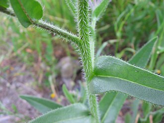 Anchusa azurea hojas