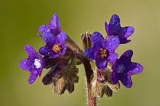 Common bugloss